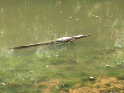 Image of Australian Freshwater Crocodile