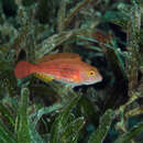 Image of Greenblotch Parrotfish