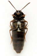 Image of Aleochara (Xenochara) brevipennis Gravenhorst 1806