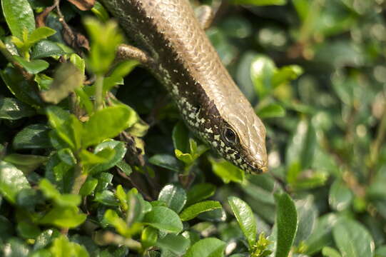 Image of Longtail Mabuya