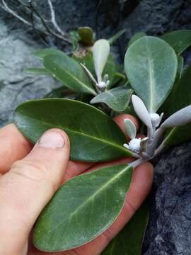 Image of Pachystegia minor (Cheeseman) B. P. J. Molloy