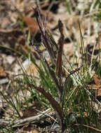 Image of Borodinia laevigata (Muhl. ex Willd.) P. J. Alexander & Windham