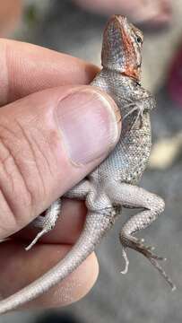 Image of Dwarf Spiny Lizard