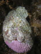 Image of silver abalone