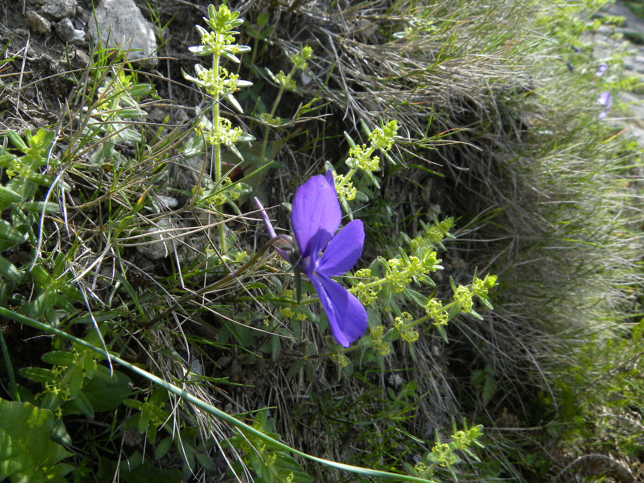 Image of Viola corsica subsp. ilvensis (W. Becker) Merxm.