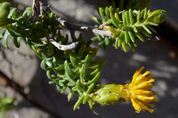 Imagem de Pteronia ciliata Thunb.