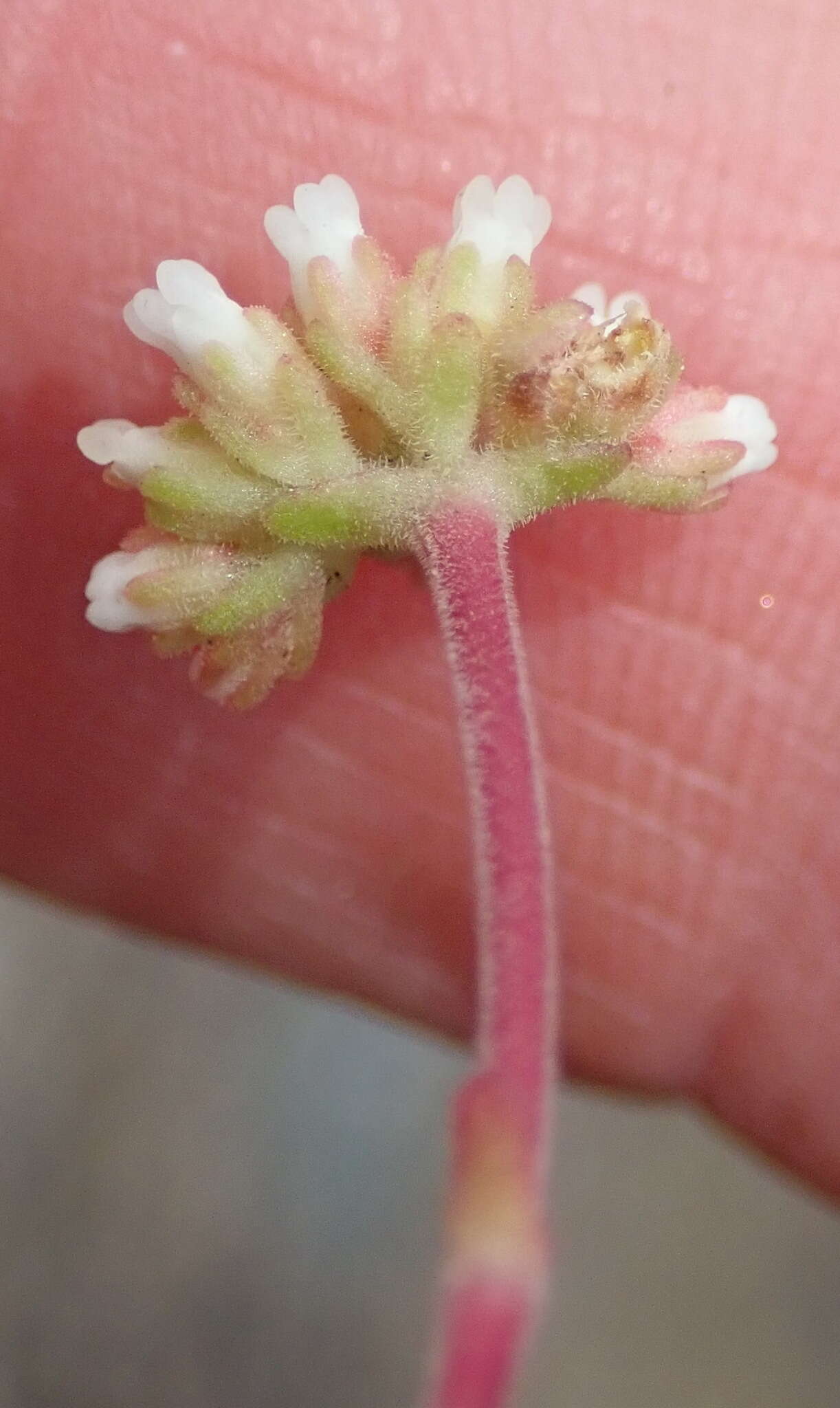 Image of Crassula pubescens subsp. pubescens