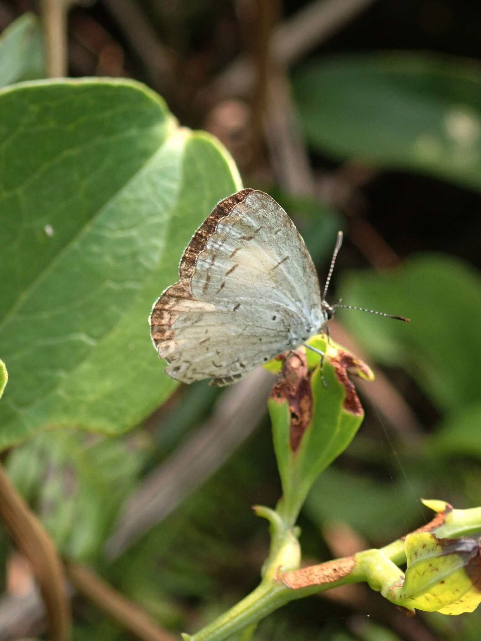 Image of Acytolepis puspa myla (Fruhstorfer 1909)