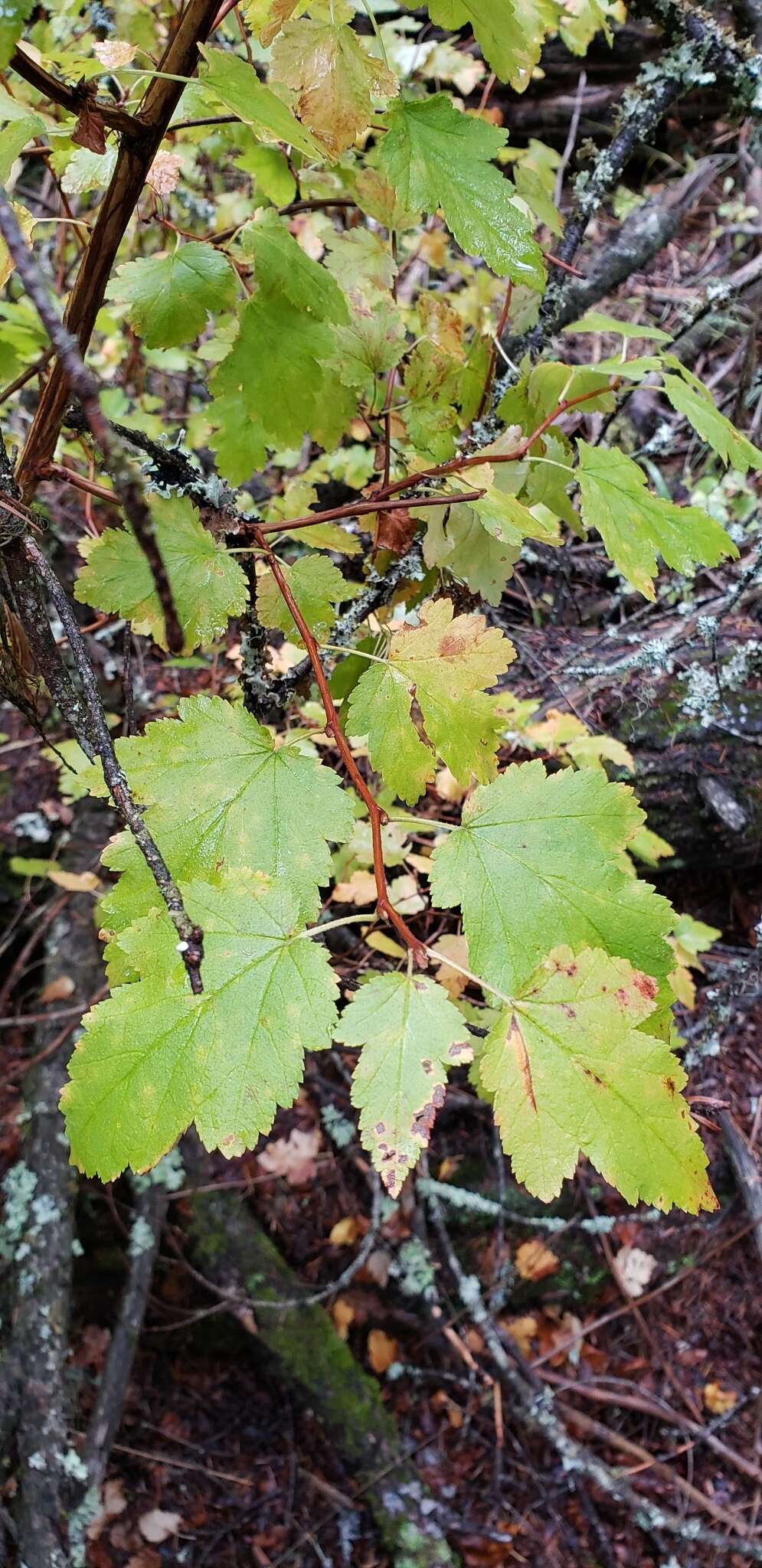 Plancia ëd Physocarpus malvaceus (Greene) Kuntze