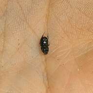 Image of Otophorus