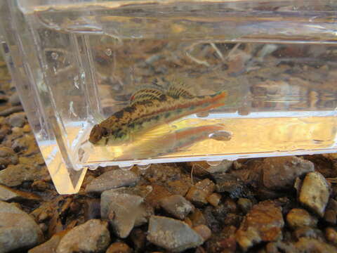 Image of Bandfin darter