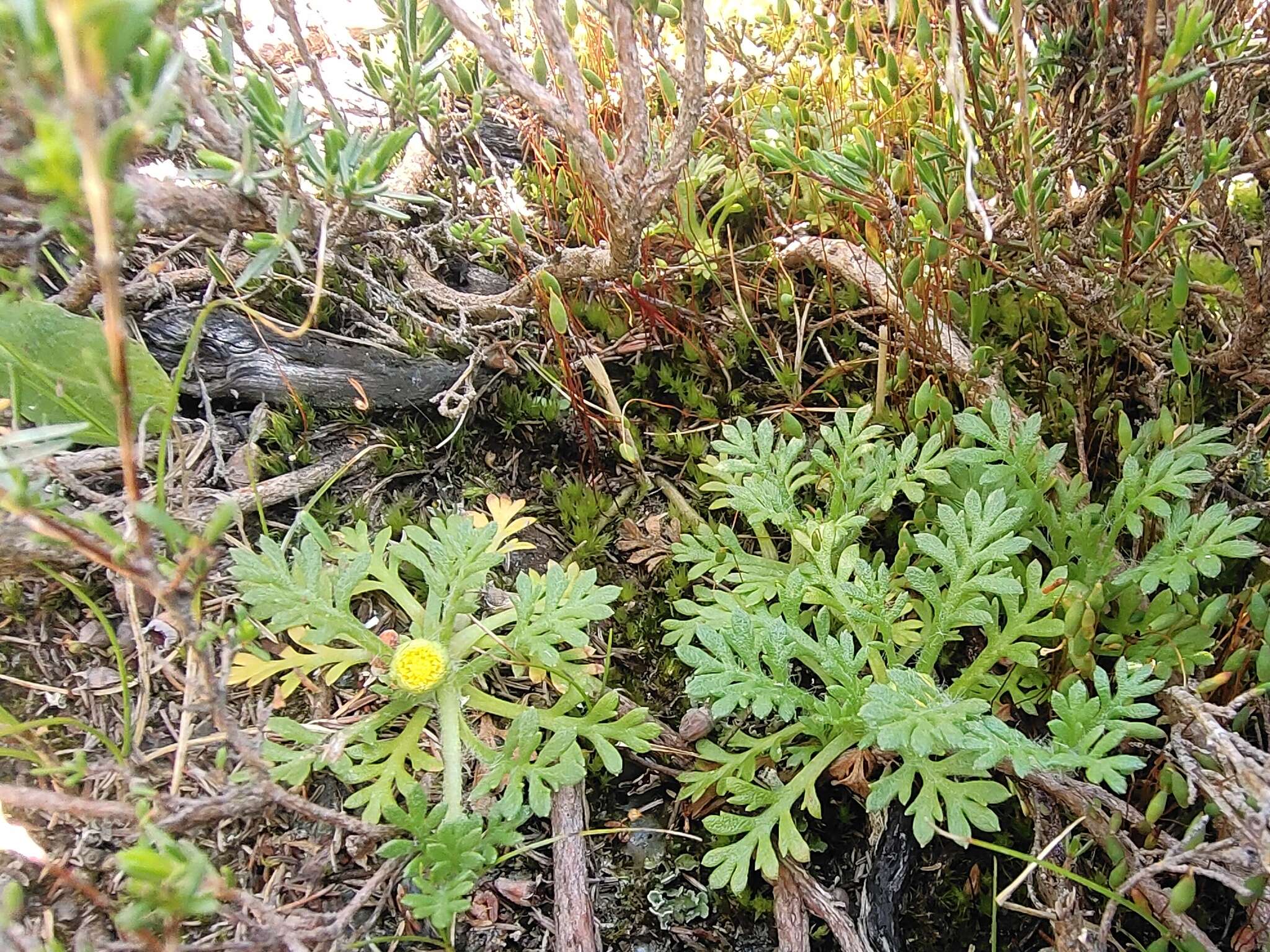 Image of Leptinella filicula (Hook. fil.) Hook. fil.