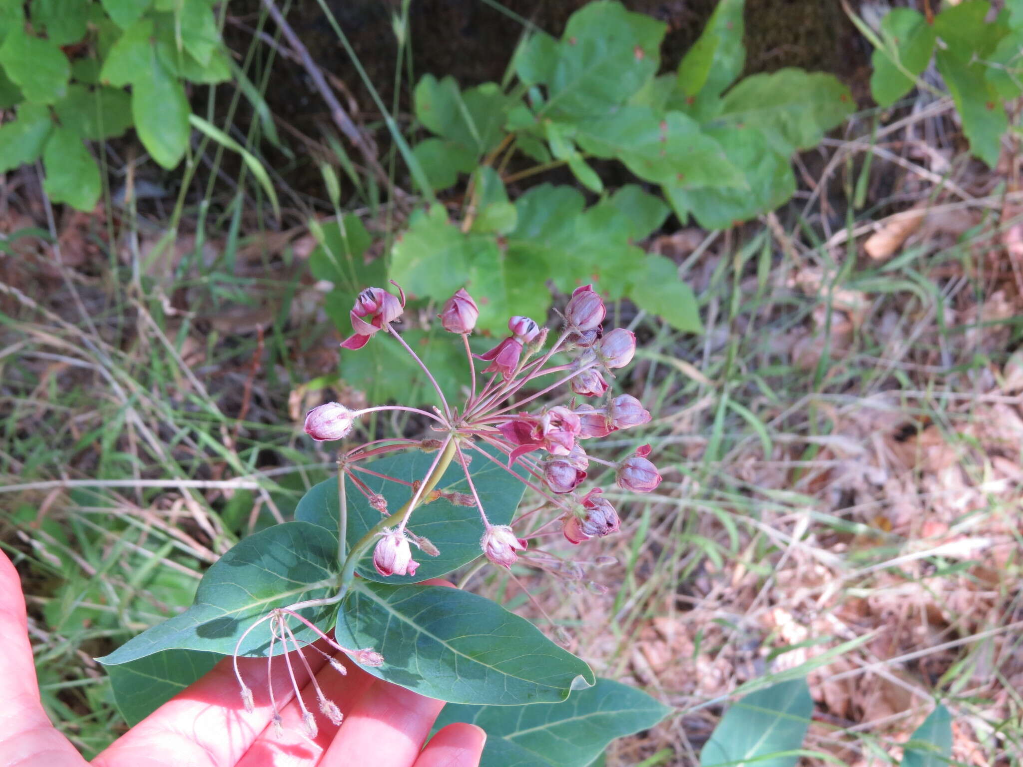 Imagem de Asclepias cordifolia (Benth.) Jepson