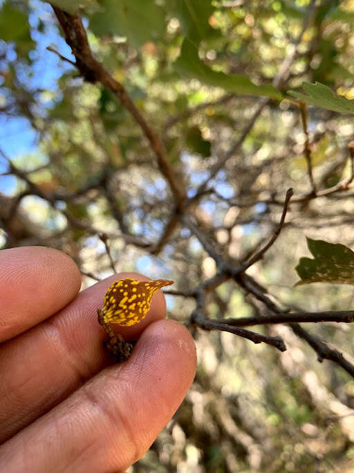 Image of hybrid oak