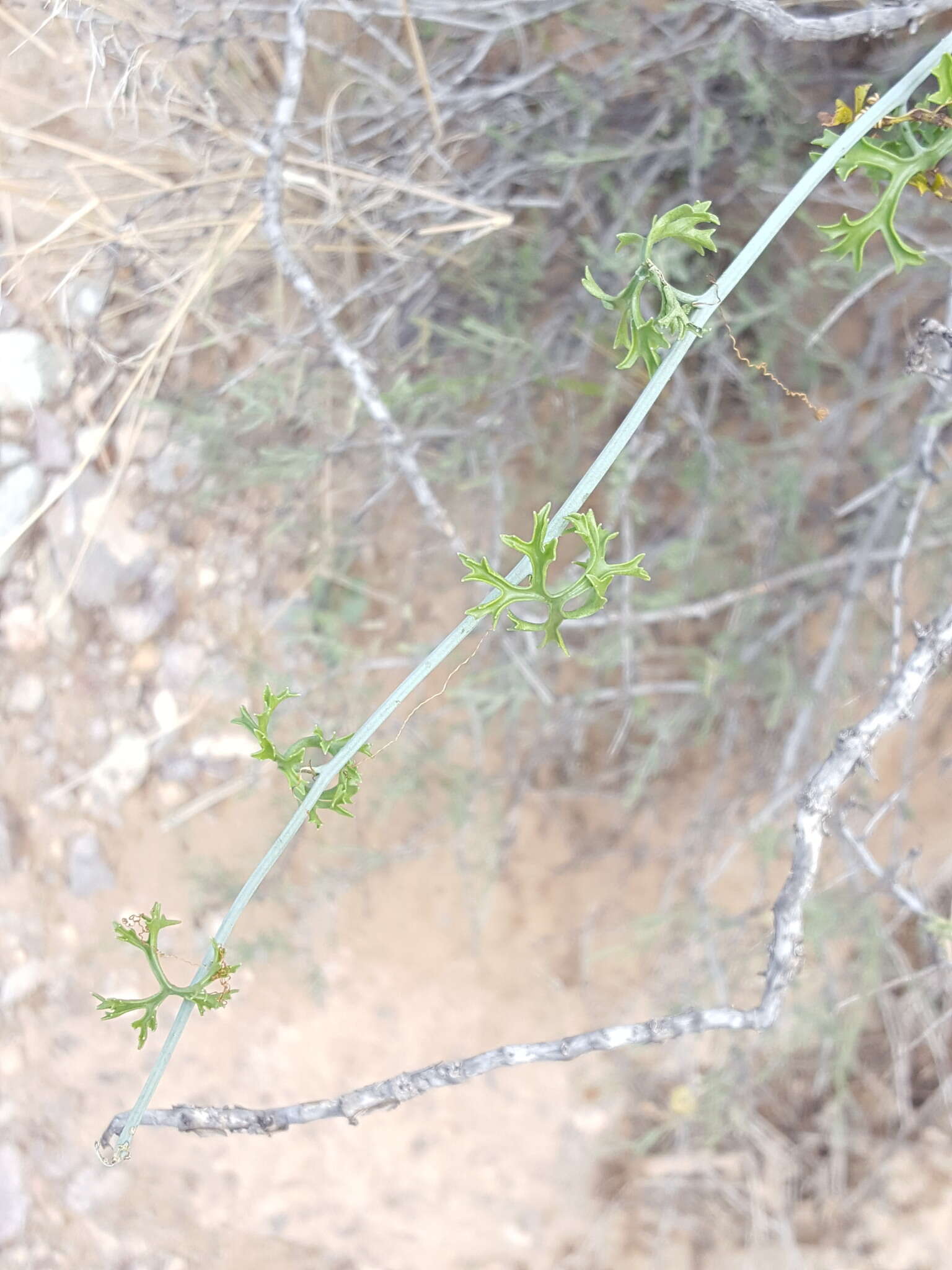 Image of slimlobe globeberry