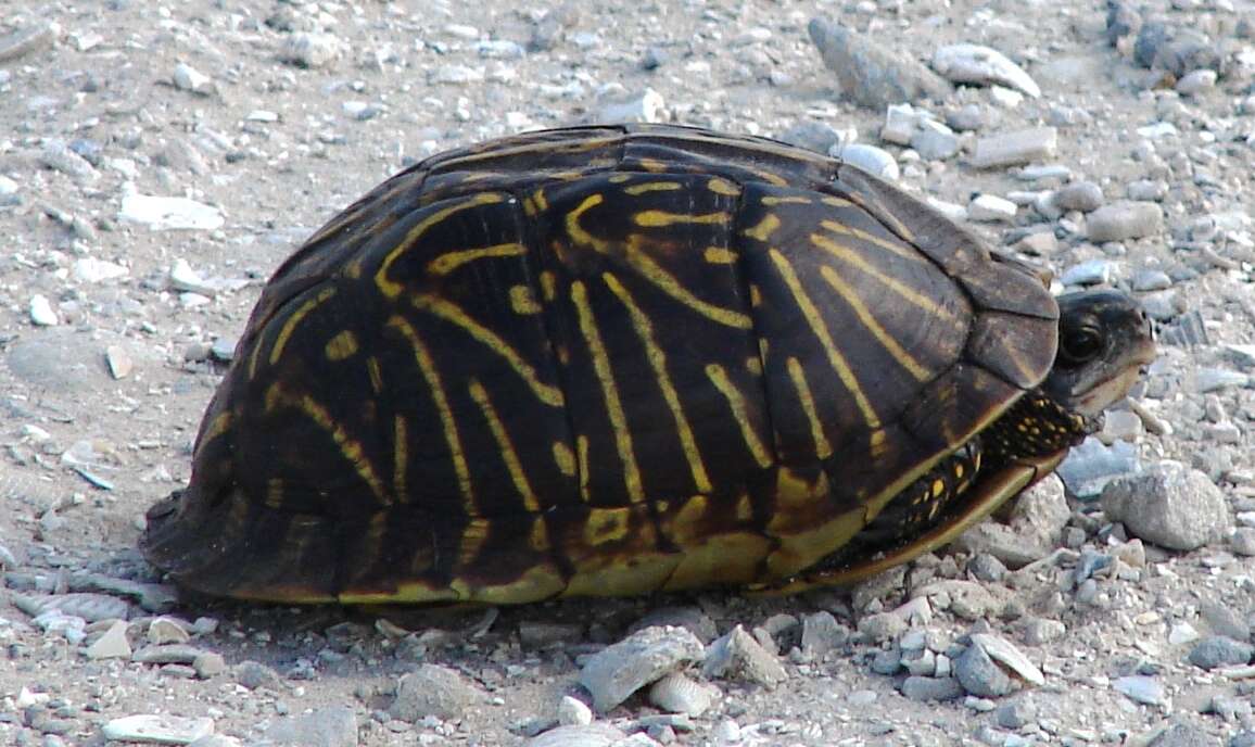 Image of Florida box turtle