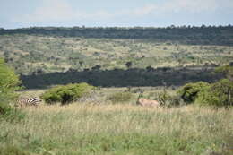 Image of Common Beisa Oryx