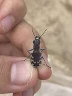 Image of Beautiful tiger beetle