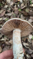 Image of Cortinarius livido-ochraceus (Berk.) Berk. 1860