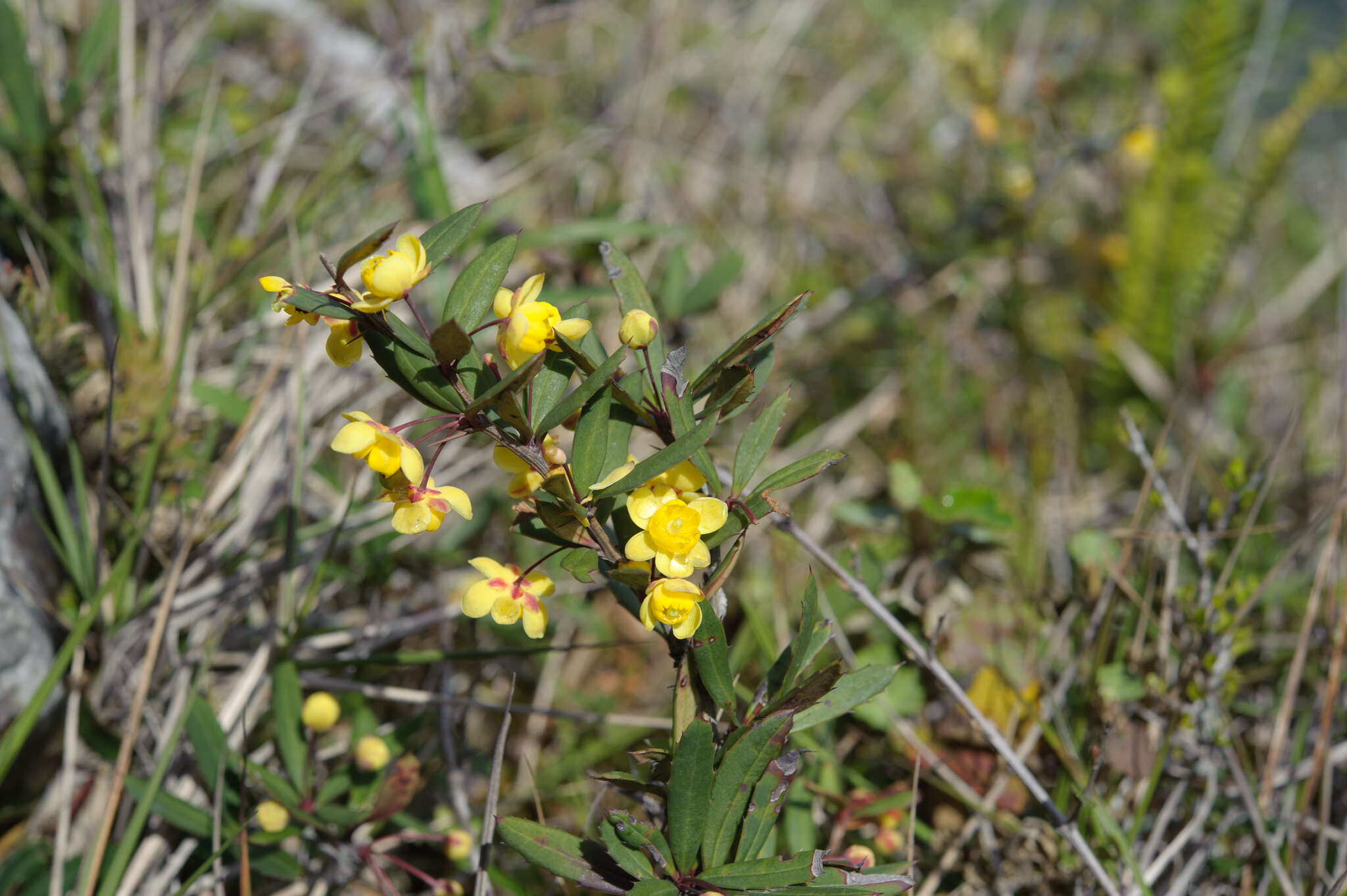 Image of Berberis alpicola C. K. Schneid.