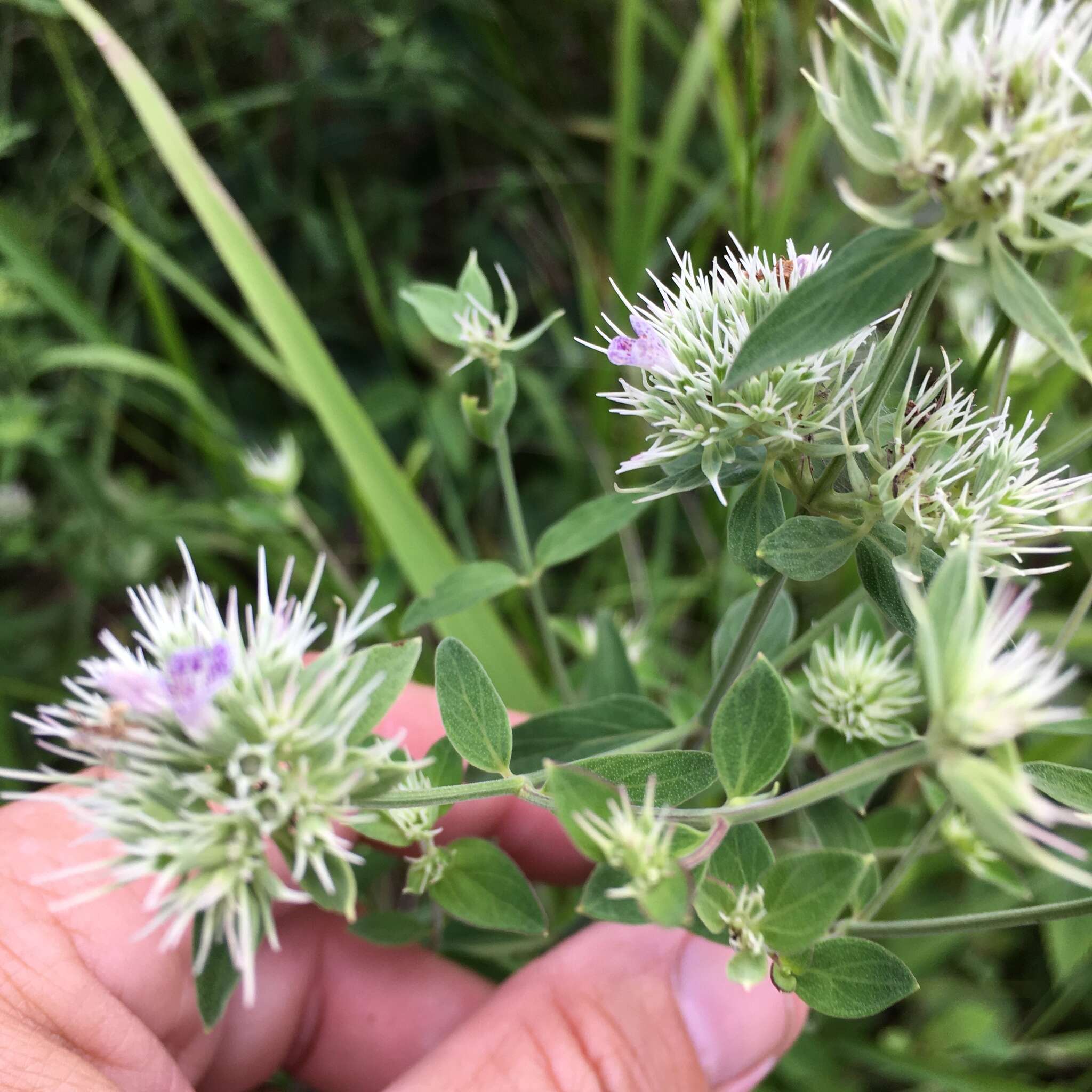 Pycnanthemum flexuosum (Walter) Britton, Sterns & Poggenb. resmi