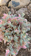 Sivun Astragalus pulsiferae A. Gray kuva