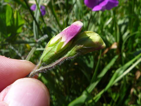 Image of Sweet Pea