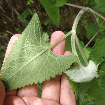 Image of Ageratina deltoidea (Jacq.) R. King & H. Rob.