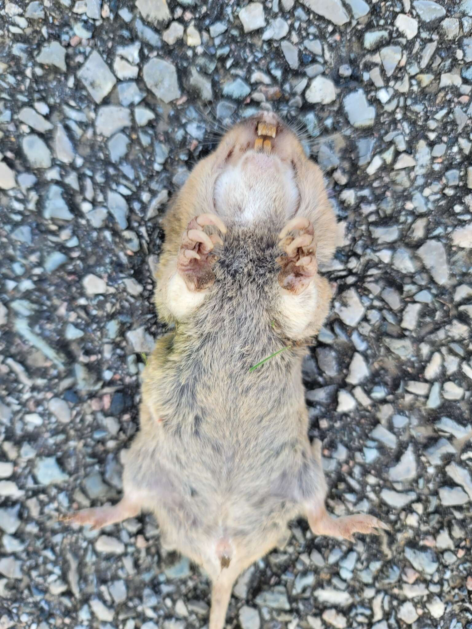 Image of Baird's Pocket Gopher