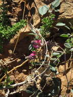 Image of Indigofera auricoma E. Mey.