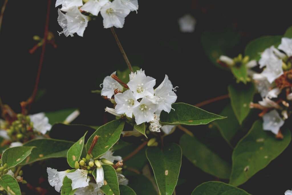 Слика од Jacquemontia nodiflora (Desr.) G. Don