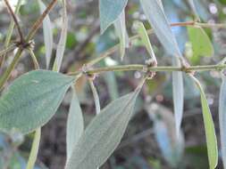 Image of Miconia sericea