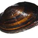 Image of Lasmigona etowaensis (Conrad 1849)