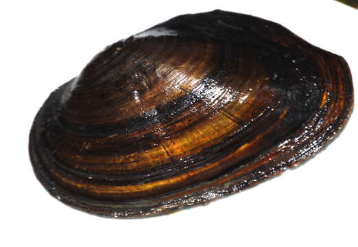 Image of Lasmigona etowaensis (Conrad 1849)