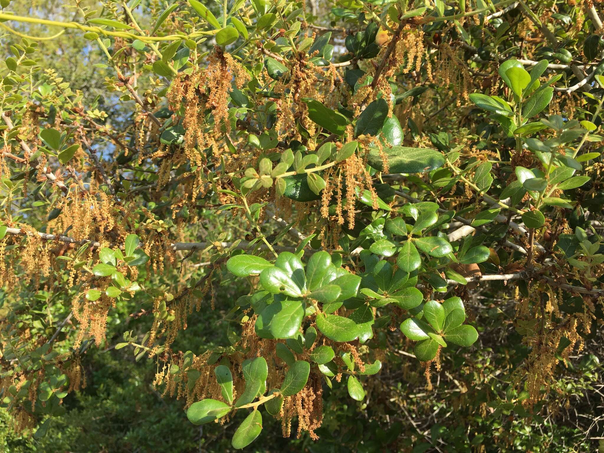 Слика од Quercus myrtifolia Willd.