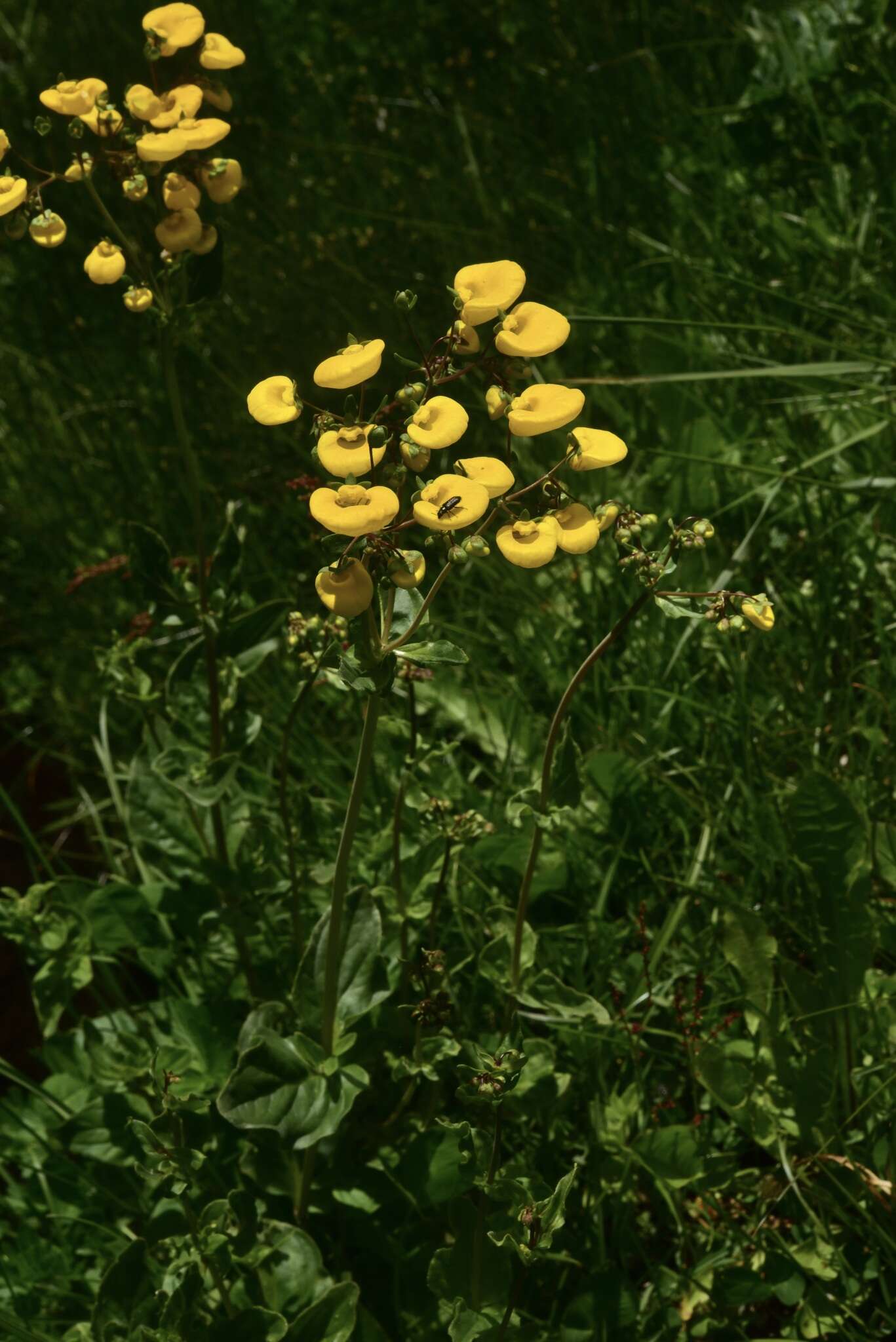 Image of Calceolaria undulata Benth.