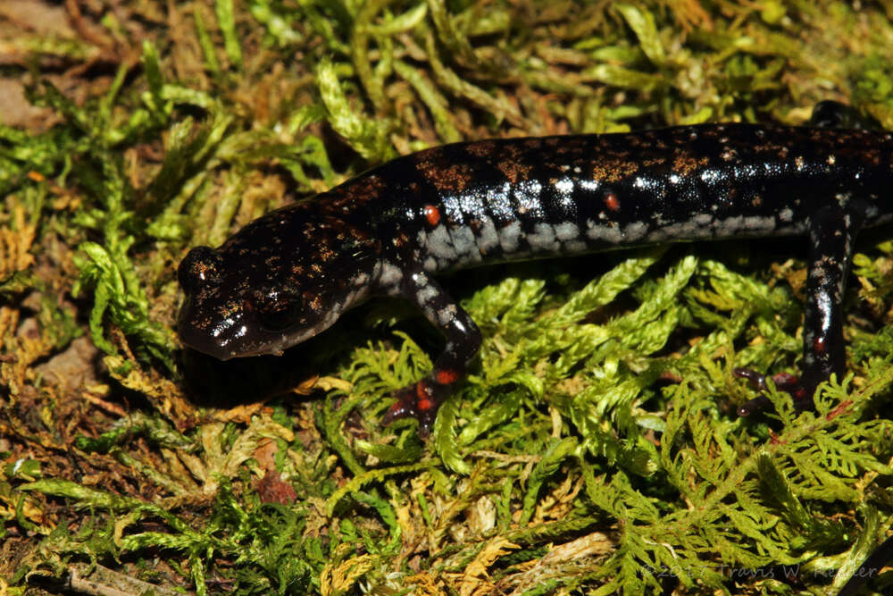 Image of Rich Mountain Salamander