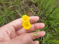 Image of Yellow felicia