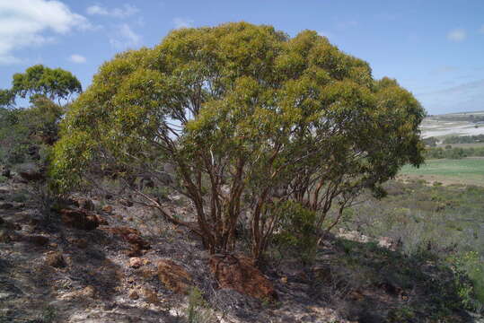 Image of Eucalyptus suberea M. I. H. Brooker & S. D. Hopper