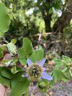 Слика од Passiflora bicornis Mill.