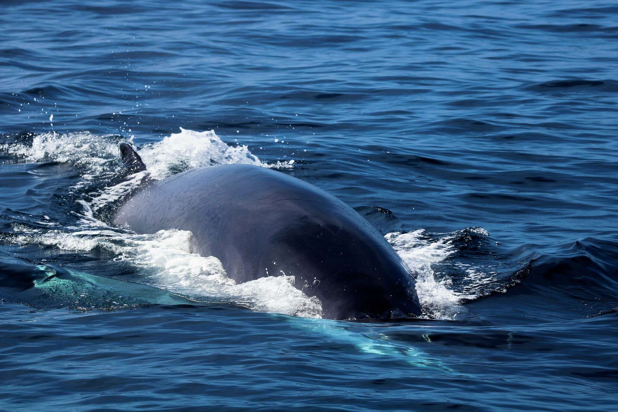 Image of minke whale