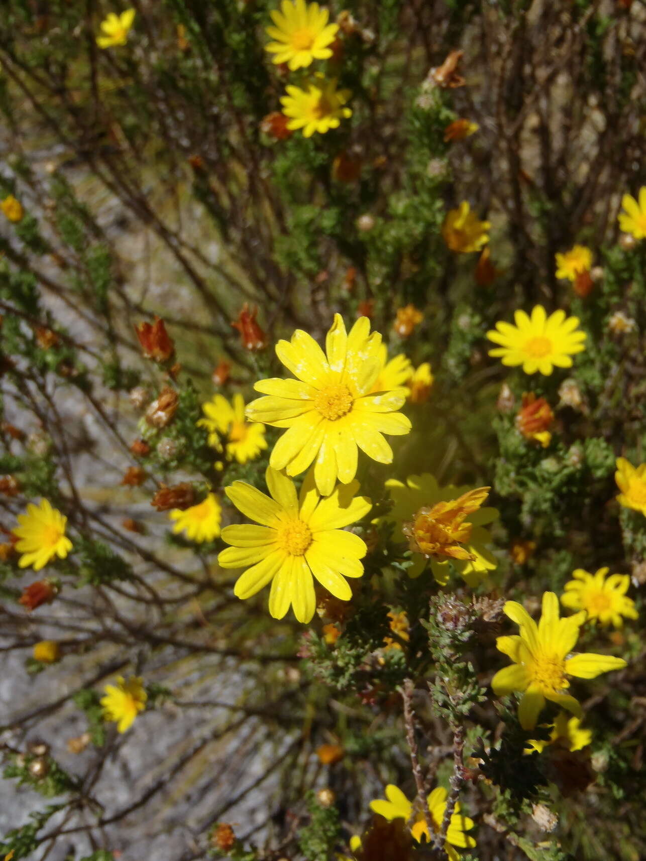 Image of Ursinia trifida (Thunb.) N. E. Br.