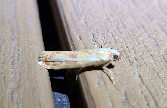 Image of Ponderosa Pine Coneworm Moth