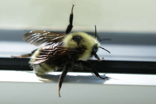 Image de Bombus insularis (Smith 1861)