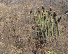 Image of Grenadier's Cap Cactus