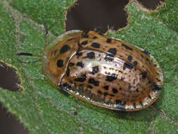 Image of Conchyloctenia tripuncticollis (Boheman 1862)