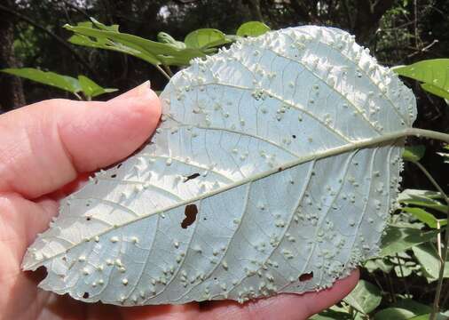 Image of Croton steenkampianus Gerstner