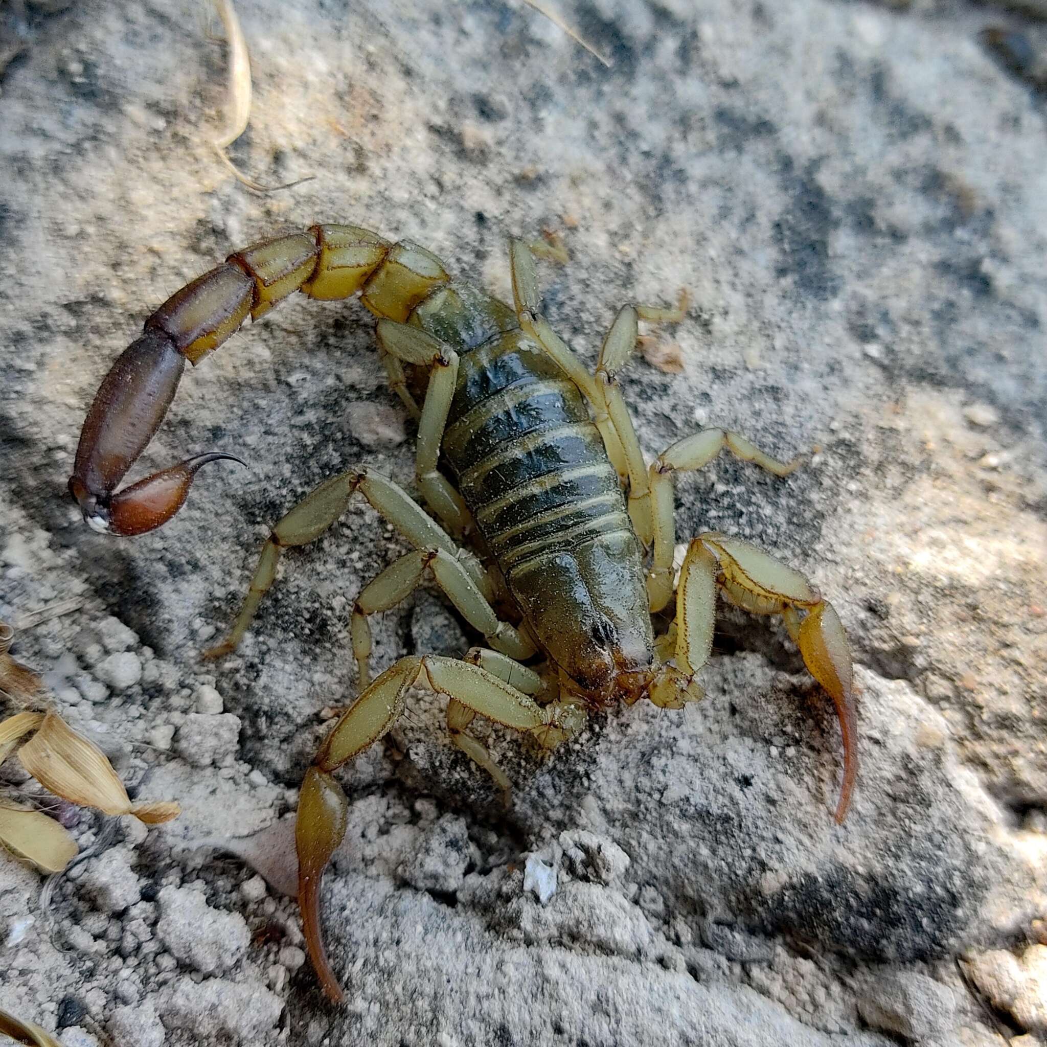 Image of Franckeus nitidulus (C. L. Koch 1843)