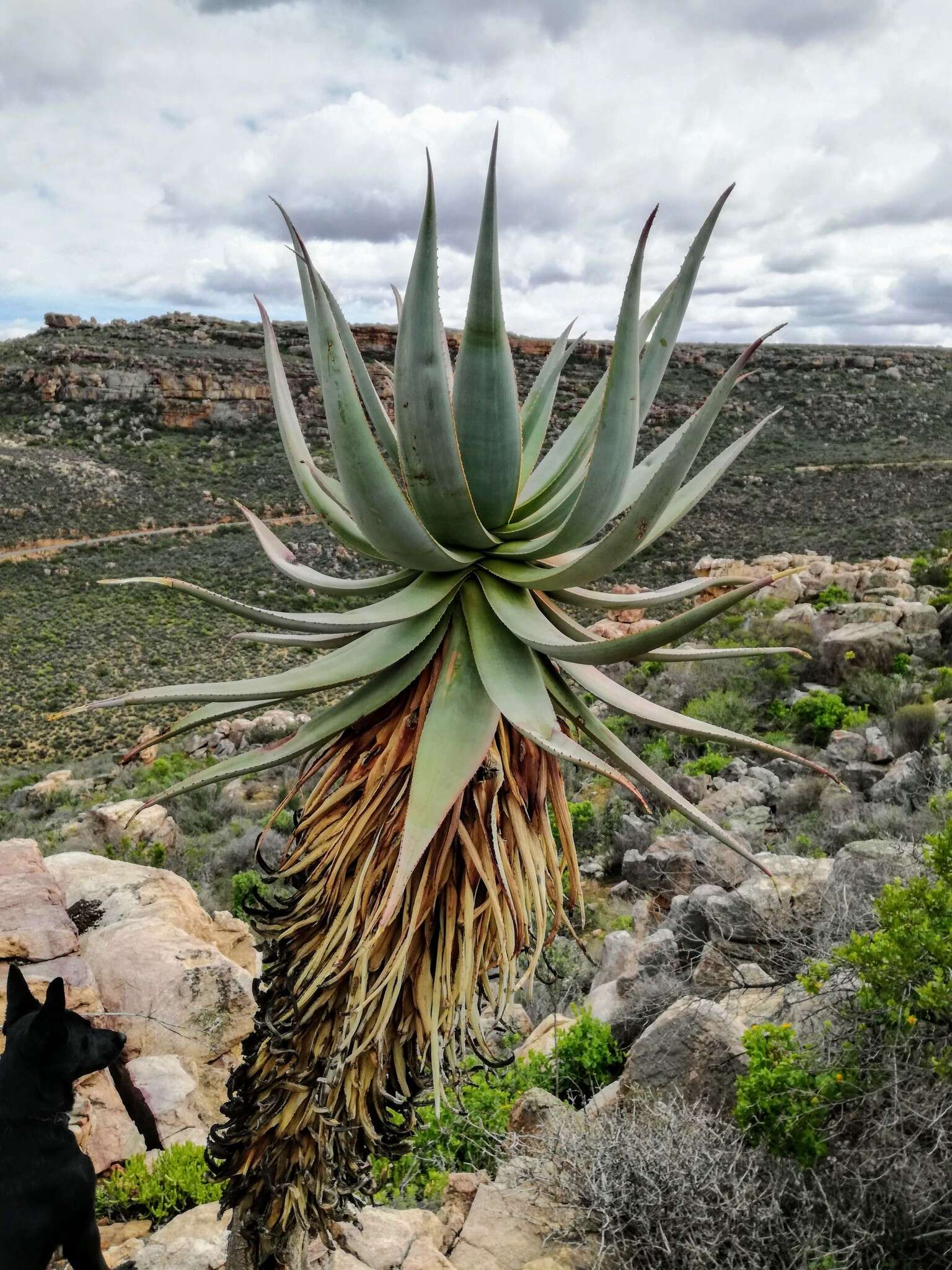 Image of Clanwilliam Aloe