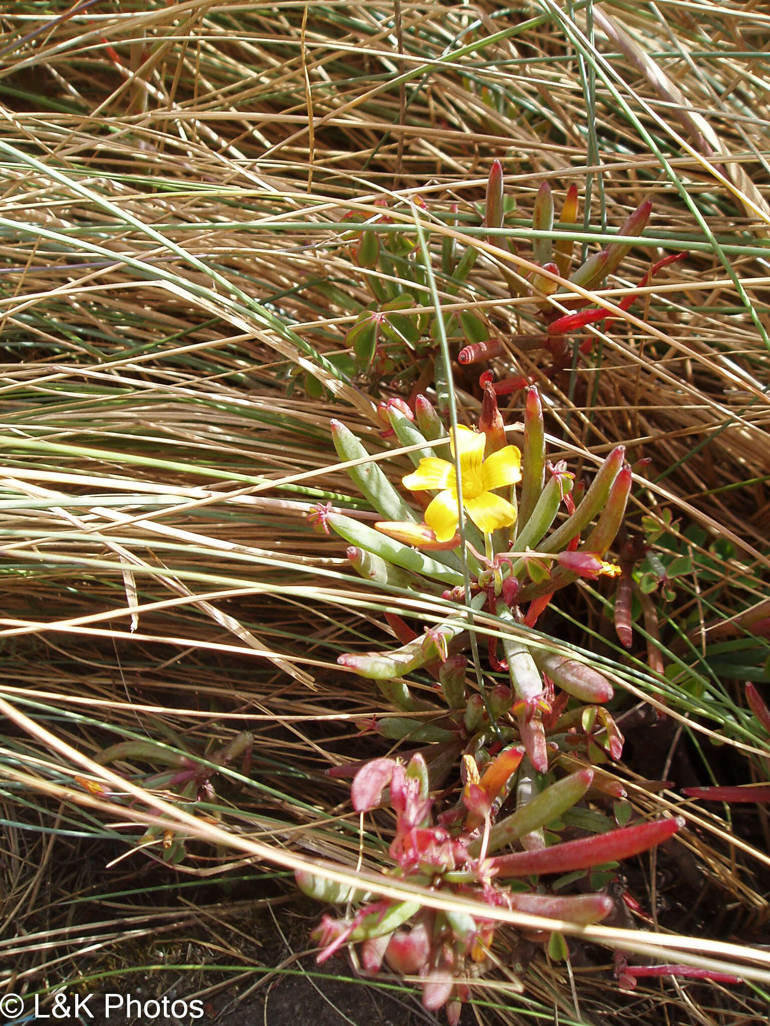 Image of Oxalis san-miguelii subsp. urubambensis (R. Knuth) A. Lourteig